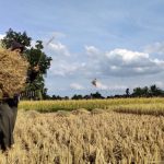 Bangkit dari Pandemi, Petani Bahagia Bisa Panen Padi