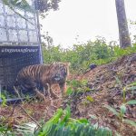 Selamat dari Jerat, Harimau Sumatera “Danau Putra” Kembali ke Habitat Alaminya