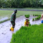 TMMD 110 Bojonegoro, TNI Juga Bantu Petani Turun Sawah Cabut Benih Padi