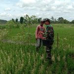 TMMD 110 Bojonegoro, Satgas Komunikasi Sosial Dengan Petani Ngrancang