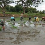 Wujud Kemanunggalan TNI-Rakyat, Satgas TMMD 110 Bojonegoro Tanam Padi Bersama Petani