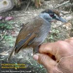 Burung Pelanduk Kalimantan Kembali Ditemukan Setelah 172 Tahun “Hilang”