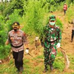 Polres Lhokseumawe Musnahkan 5 Hektare Ladang Ganja di Pedalaman Sawang