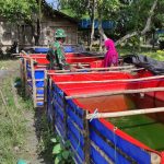 Komsos Dilokasi TMMD 110 Bojonegoro, Satgas Bantu Peternak Lele