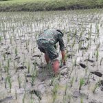 Bergelut Dengan Lumpur, Satgas TMMD 110 Bojonegoro Bantu Sulam Padi Petani