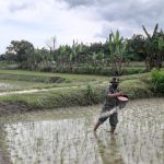 Turun Sawah, Satgas TMMD 110 Bojonegoro Bantu Pak Tani Memupuk Padi