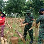 Satgas TMMD 110 Bojonegoro Bantu Panen Jagung Warga