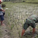 Turun Sawah Bareng Petani, Satgas TMMD 110 Bojonegoro Siangi Padi