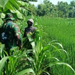 Warga Jatimulyo Senang Dibantu Satgas TMMD 110 Bojonegoro Cari Rumput Gajah