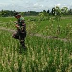 Satgas TMMD 110 Bojonegoro Bantu Peningkatan Kesuburan Lahan Pertanian