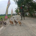 Giring Bebek, Ini Yang Dilakukan Satgas TMMD 110 Tambakrejo Bojonegoro