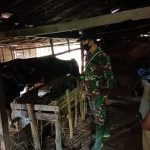 Satgas TMMD 110 Bojonegoro Tinjau Peternakan Sapi Warga