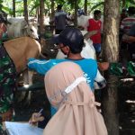 Dinas Peternakan dan Perikanan Gelar Pemeriksaan Kesehatan Sapi Dilokasi TMMD Bojonegoro