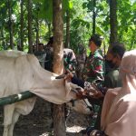 TMMD Kodim Bojonegoro Di Tambakrejo Datangkan Mantri Hewan