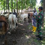 Tingkatkan Potensi Wilayah, Satgas TMMD Bojonegoro Komsos Dengan Peternak Sapi Lokal