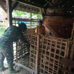 Pengalaman Satgas TMMD Kodim Bojonegoro Belajar Beternak Kambing Bersama Mbah Lasinem