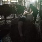 Ketika Anggota Satgas TMMD Kodim Bojonegoro Bersama Hewan Ternak