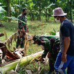 Aneh, Satgas TMMD Kodim Bojonegoro Bantu Warga Potong Gedebok Pisang Untuk Keripik