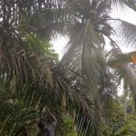 Penuh Kebersamaan, Satgas TMMD 110 Kodim 0415/BTH Bantu Warga Mengambil Janur