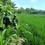 Komsos Dengan Petani, Satgas Sampaikan Program TMMD Kodim Bojonegoro