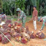 Satgas TMMD 110 Kodim 0415/BTH Bantu Warga Mekar Jaya Panen Sawit