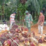 Satgas TMMD Kodim 0415/BTH Bantu Warga Mekar Jaya Panen Sawit