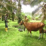 Satgas TMMD Praka Bayu Belajar Mengembala Sapi