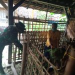 Mbah Lasinem Senang Dibantu Satuan Tugas TMMD Bojonegoro Beri Pakan Kambing