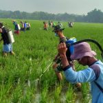 Kades Ngrancang, Apresiasi Satuan Tugas TMMD Bojonegoro Basmi Hama Wereng