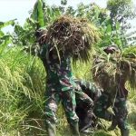 Satuan Tugas TMMD Kodim Bojonegoro Bantu Warga Memanen Padi