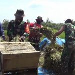Satgas TMMD Bojonegoro Bantu Petani Percepat Panen Padi