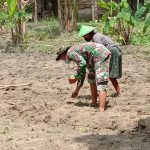 Tingkatkan Produksi, Satgas TMMD Bojonegoro Bantu Tanam Benih Kacang