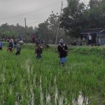 Usir Hama Wereng, Satgas TMMD Bojonegoro Bantu Petani Semprot Padi