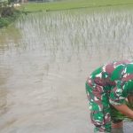 Anggota Satgas TMMD Bojonegoro Bantu Petani Tanam Padi