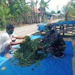 Satgas TMMD Bojonegoro Bantu Keringkan Daun Sirih Milik Warga