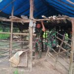 Kandang Sapi Jadi Tempat Teduh Satgas TMMD Kodim 0415/BTH Saat Kehujanan
