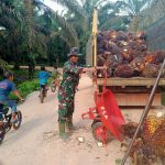 Danton Satgas TMMD Kodim 0415/BTH Bantu Warga Sungai Terap Panen Sawit