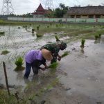 Wujudkan Ketahanan Pangan Masyarakat, Satgas TMMD Bojonegoro Bantu Tanam Padi