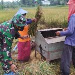 Panen Raya, Satgas TMMD Bojonegoro Bantu Warga Rontokkan Padi