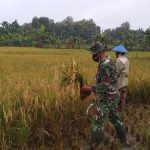Panen Raya, Satgas TMMD Bojonegoro Bantu Petani Menuai Padi