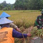Petani Ngrancang, Panen Raya Bareng Satgas TMMD Bojonegoro