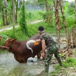 Melalui Komsos Satgas TMMD Bojonegoro Dukung Peternak Sapi