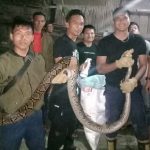 Ular Pithon Sepanjang 2,7 Meter Ditangkap Tim Rescue Damkar Bungo