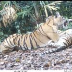 Camera Trap Berhasil Rekam 3 Ekor Harimau Sumatera di TN Bukit Tiga Puluh