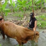 Komsos, Satgas TMMD Bojonegoro Bantu Mandikan Sapi Milik Warga