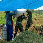 Manunggal, Satgas TMMD Bojonegoro Panen Raya Bersama Petani Kramanan