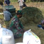 Bantu Sarimin, Satgas TMMD Kodim Bojonegoro Pilah Gabah