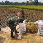 Musim Panen, Satgas TMMD Bojonegoro Bareng Petani Isi Karung Gabah