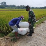 Panen Raya Tiba, Satgas TMMD Bantu Petani Angkat Gabah