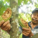 Produksi Buah Kakao Kabupaten Madiun Turun dari Tahun Sebelumnya